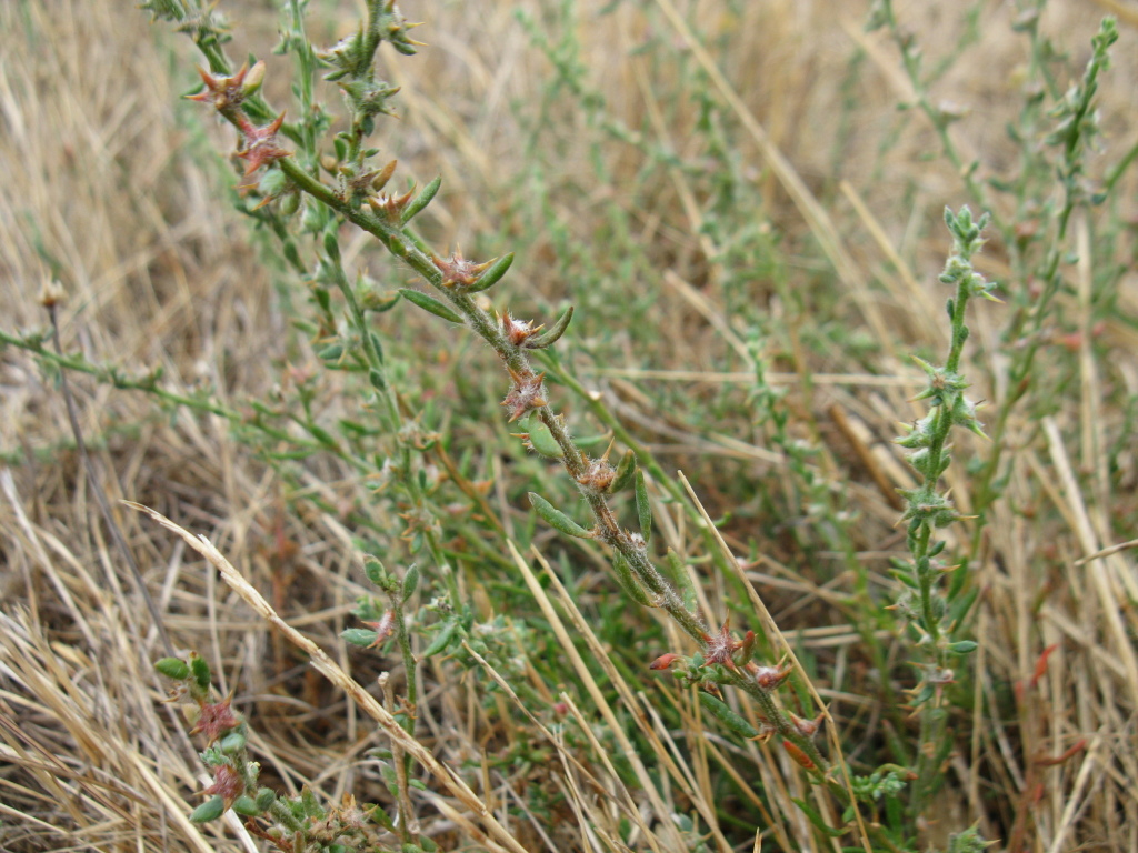 Sclerolaena napiformis (hero image)