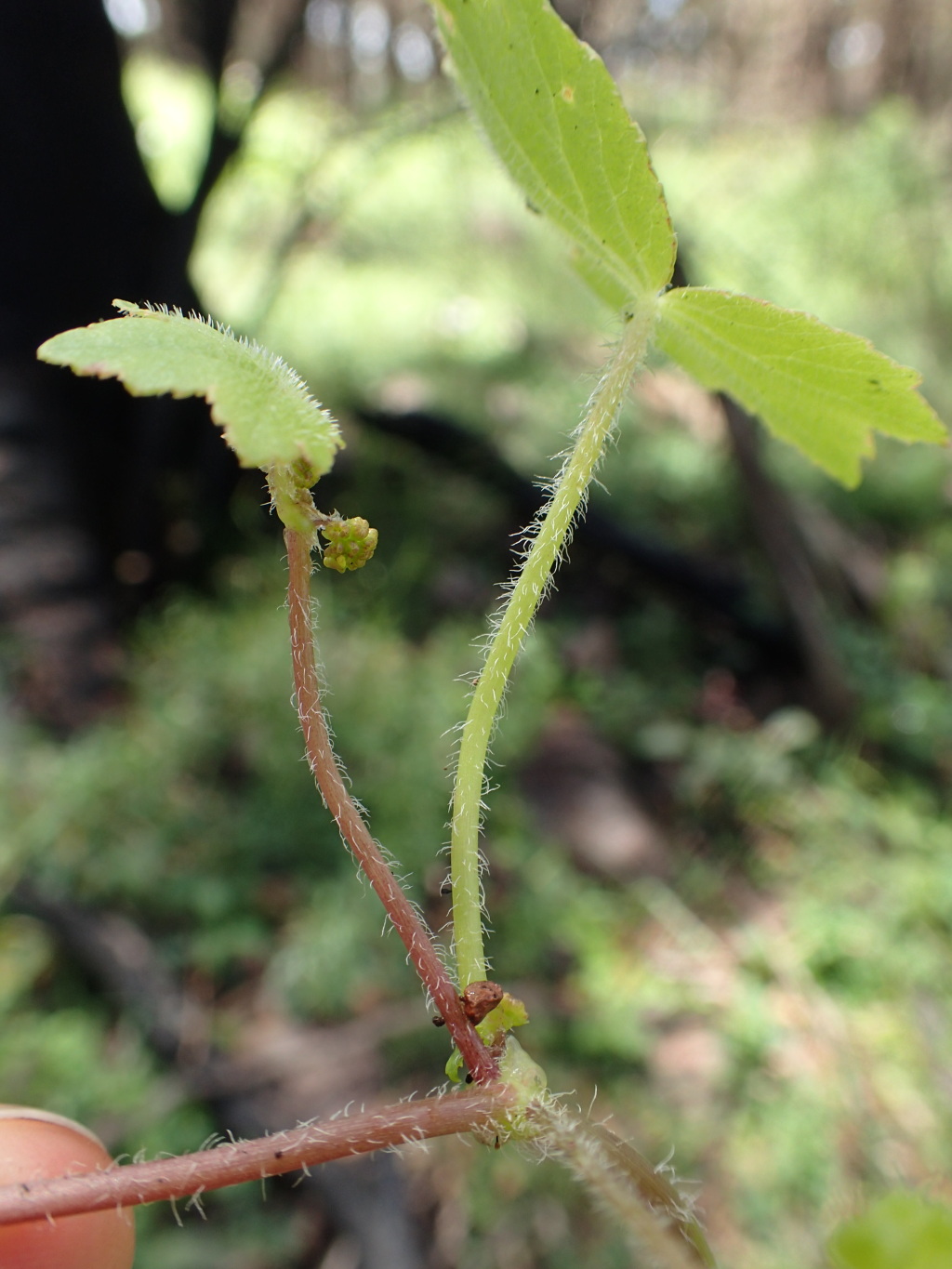 Hydrocotyle acutiloba (hero image)