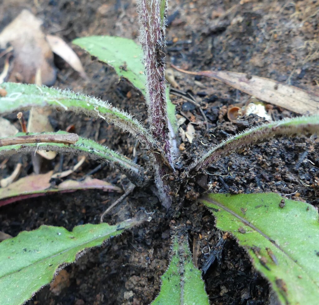 Senecio prenanthoides (hero image)