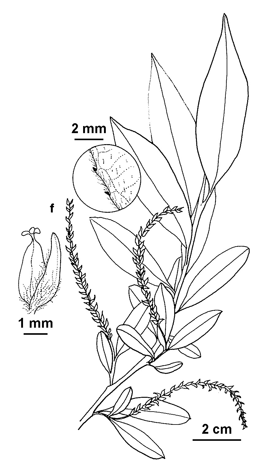 Salix alba (hero image)