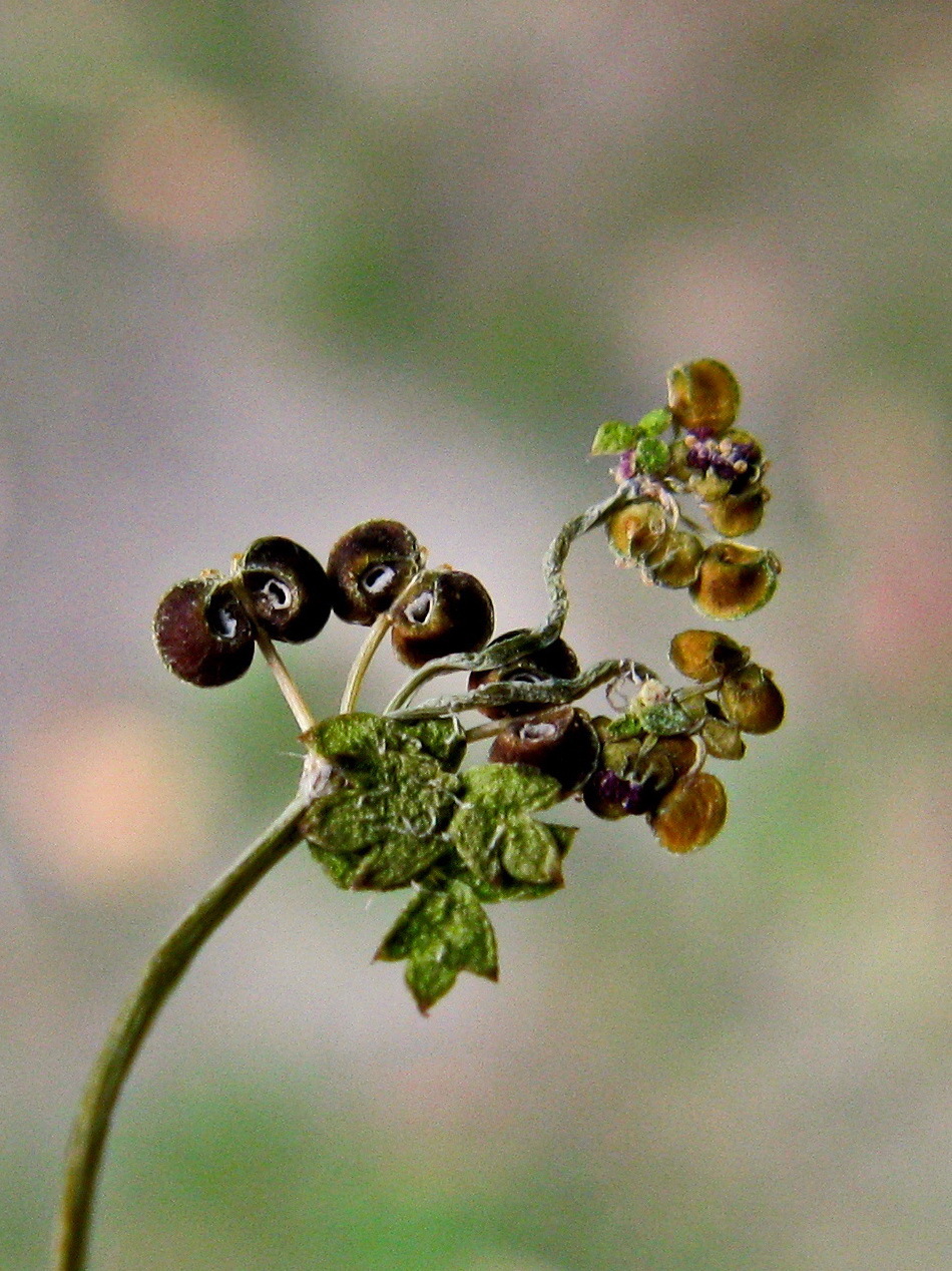 Hydrocotyle foveolata (hero image)