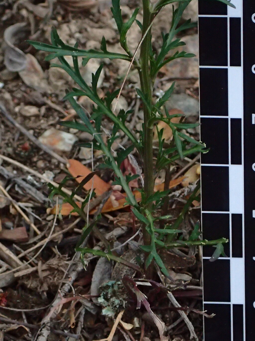 Lepidium pseudotasmanicum (hero image)