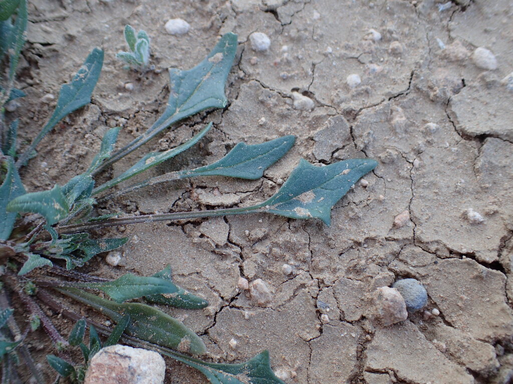Scleroblitum atriplicinum (hero image)