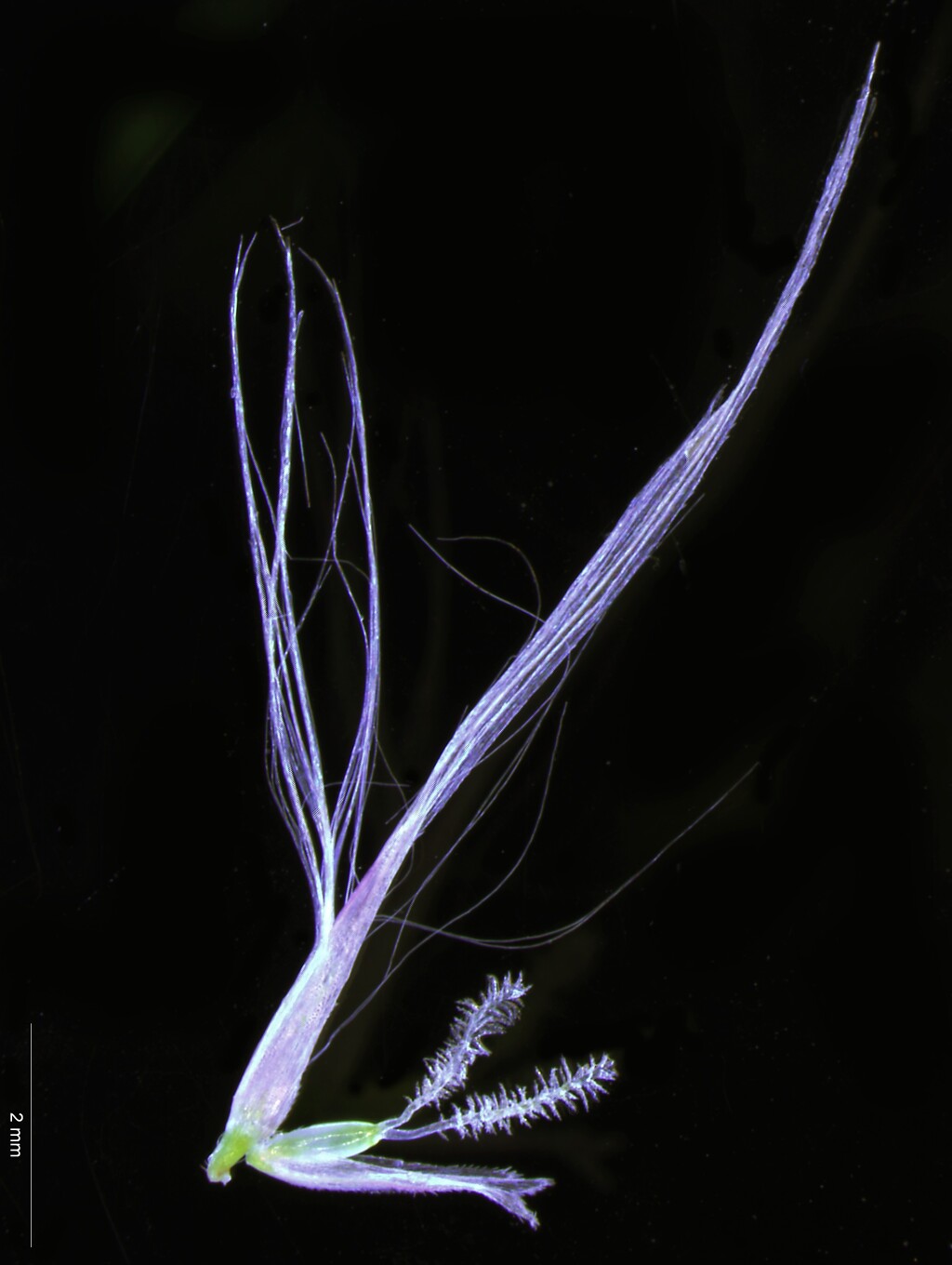 Cortaderia selloana (hero image)