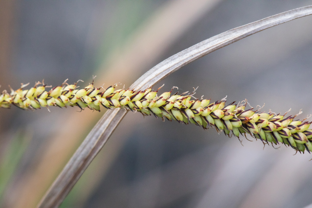 Carex polyantha (hero image)