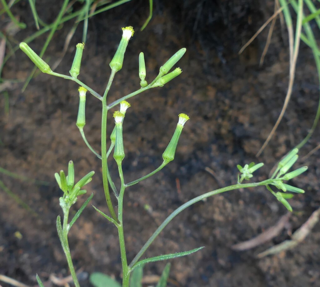 Senecio prenanthoides (hero image)