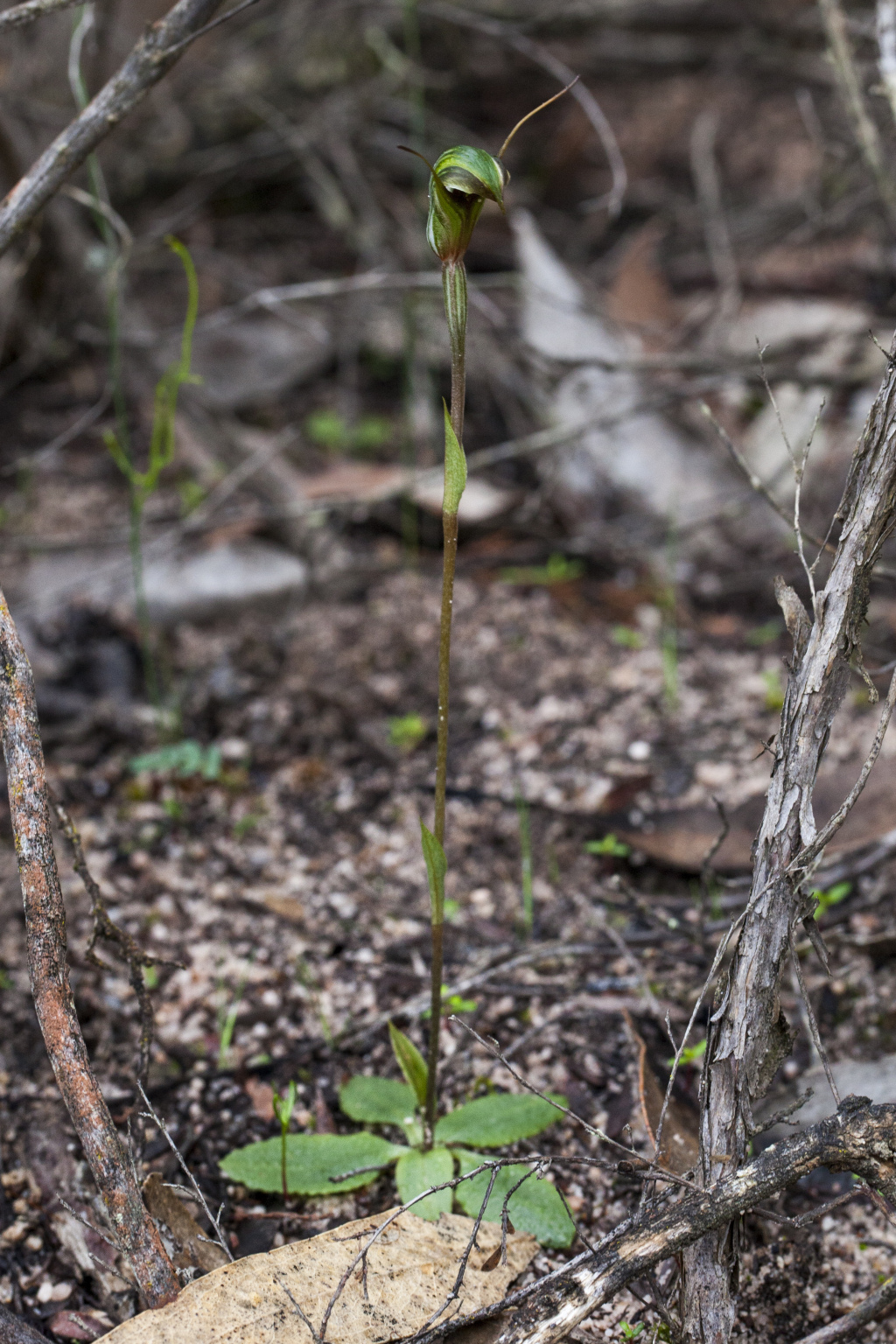 Pterostylis concinna (hero image)