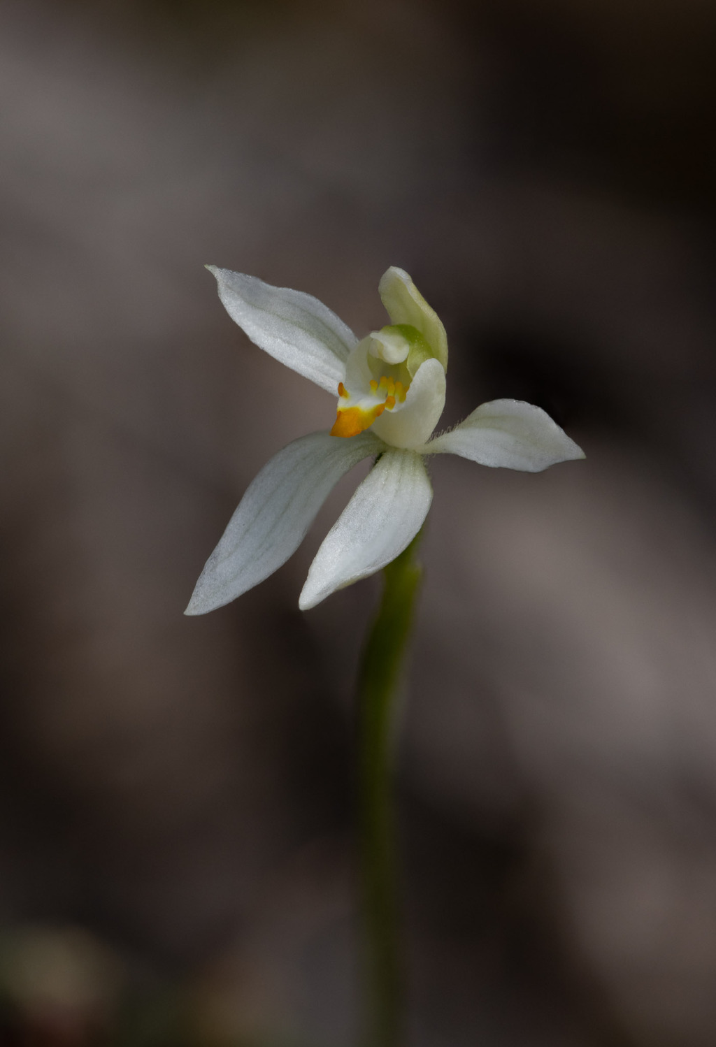 Caladenia aurantiaca (hero image)