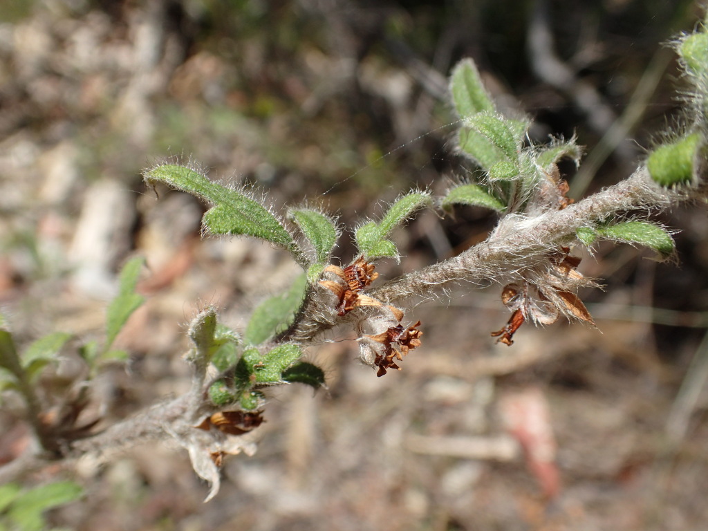 Xanthosia pilosa (hero image)