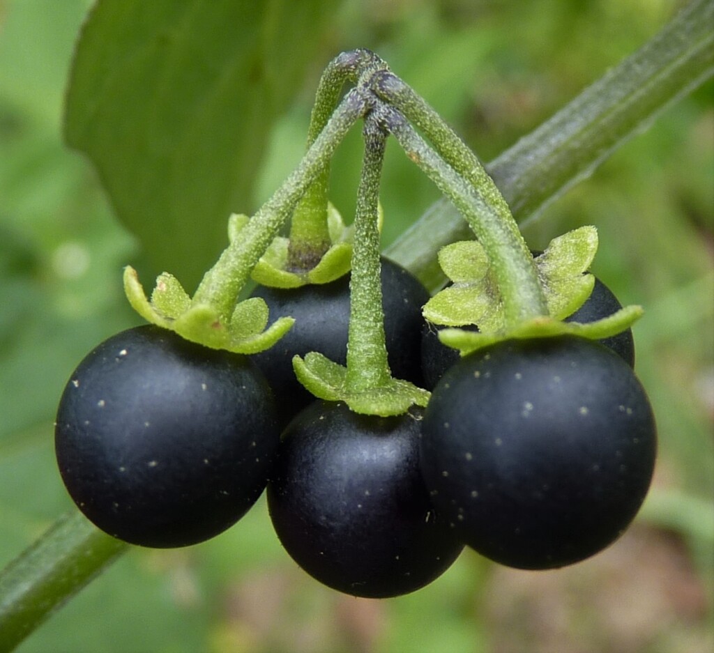 Solanum nigrum (hero image)