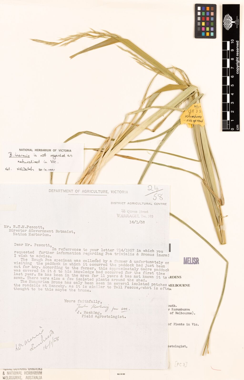 Bromus (hero image)