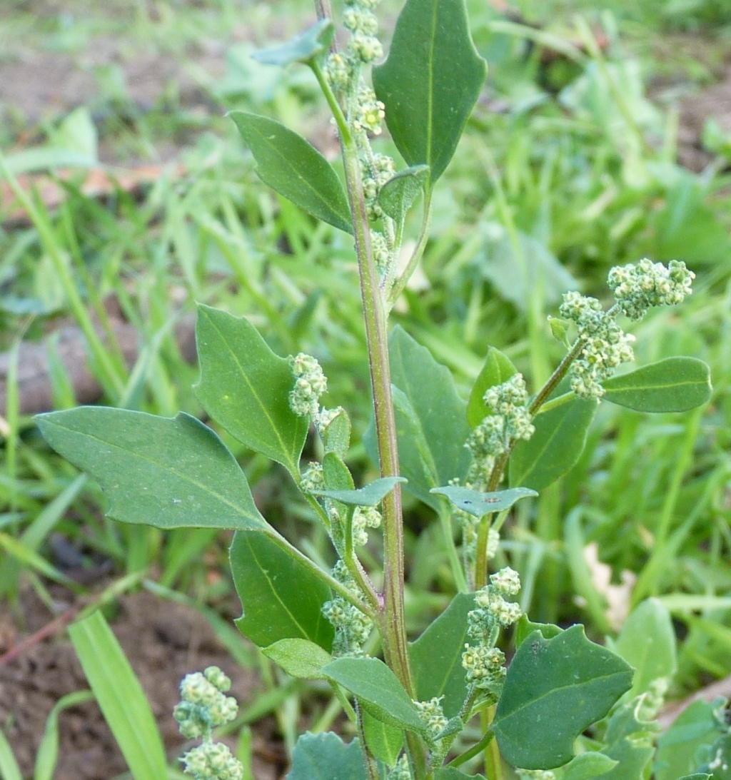 Chenopodium murale (hero image)