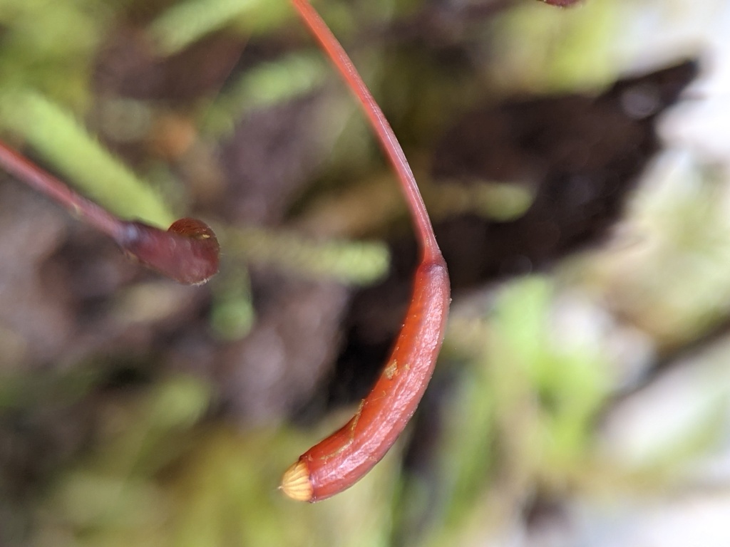Hypnodendron vitiense subsp. australe (hero image)