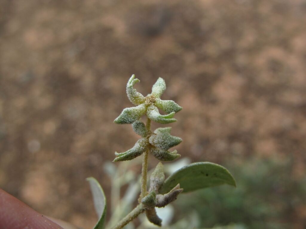 Atriplex acutibractea (hero image)