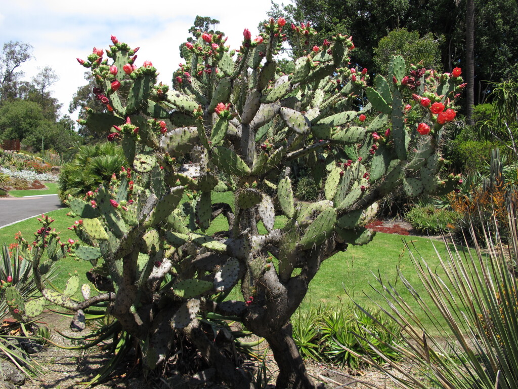 Opuntia elatior (hero image)