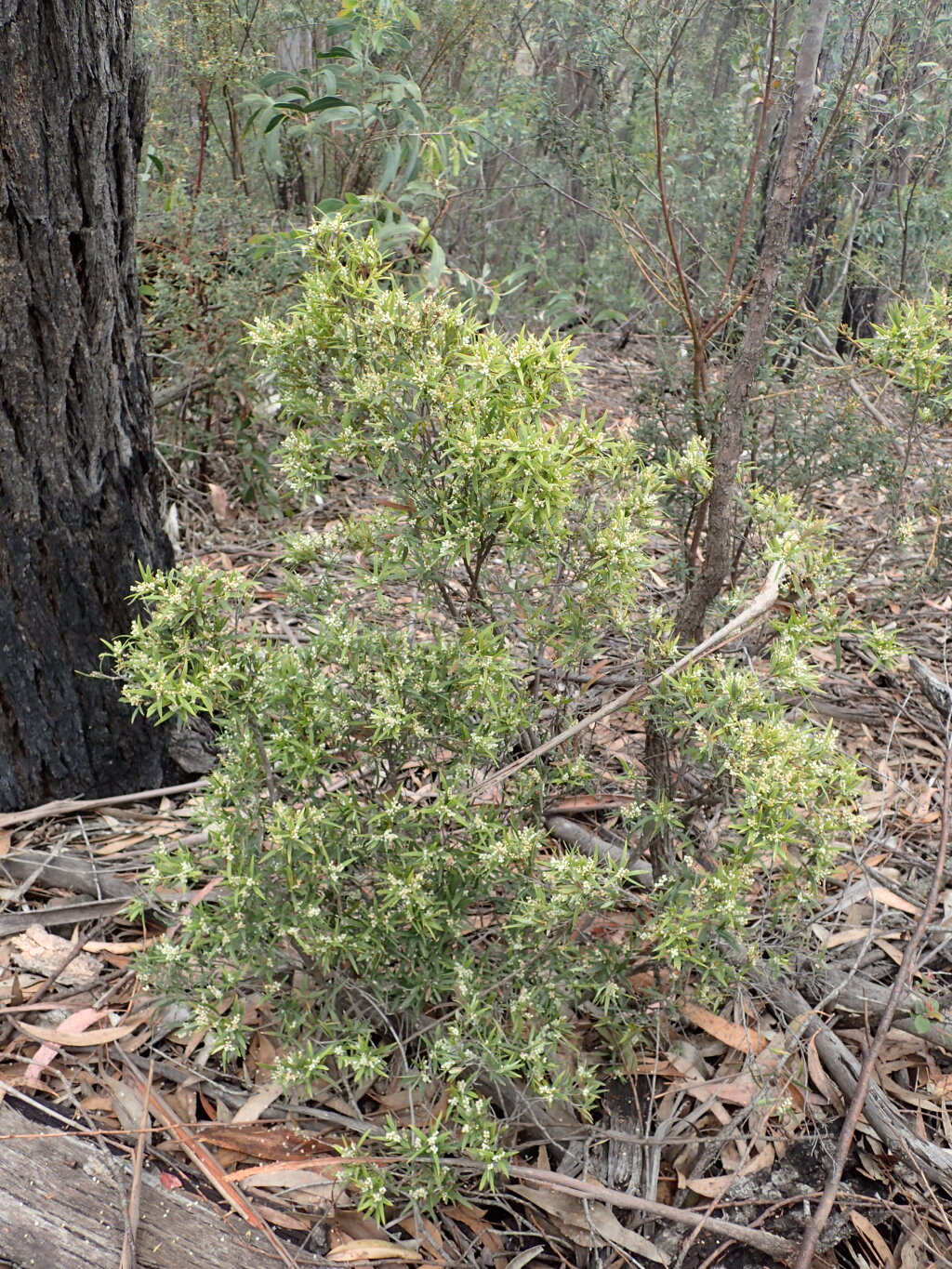 Leucopogon affinis (hero image)