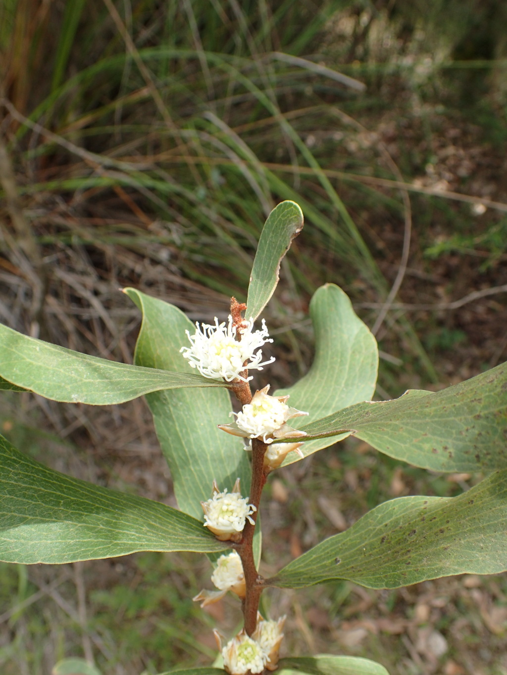 Hakea elliptica (hero image)