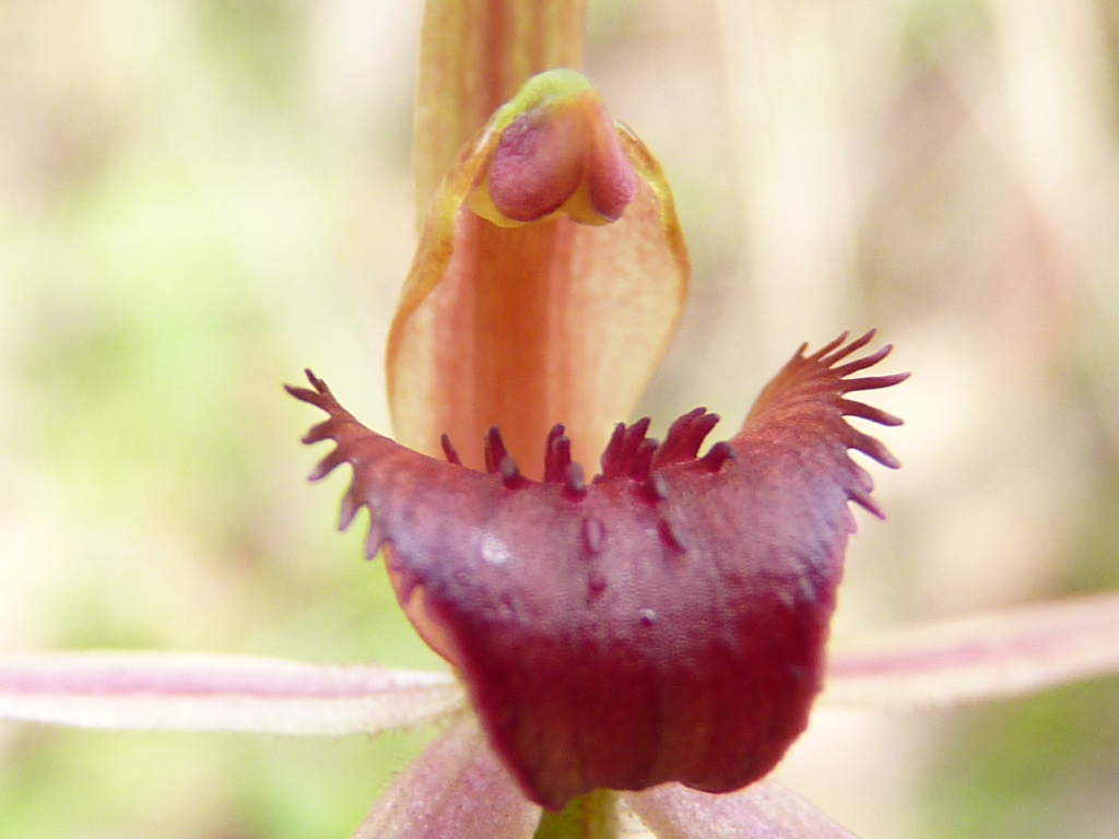 Caladenia turneri (hero image)