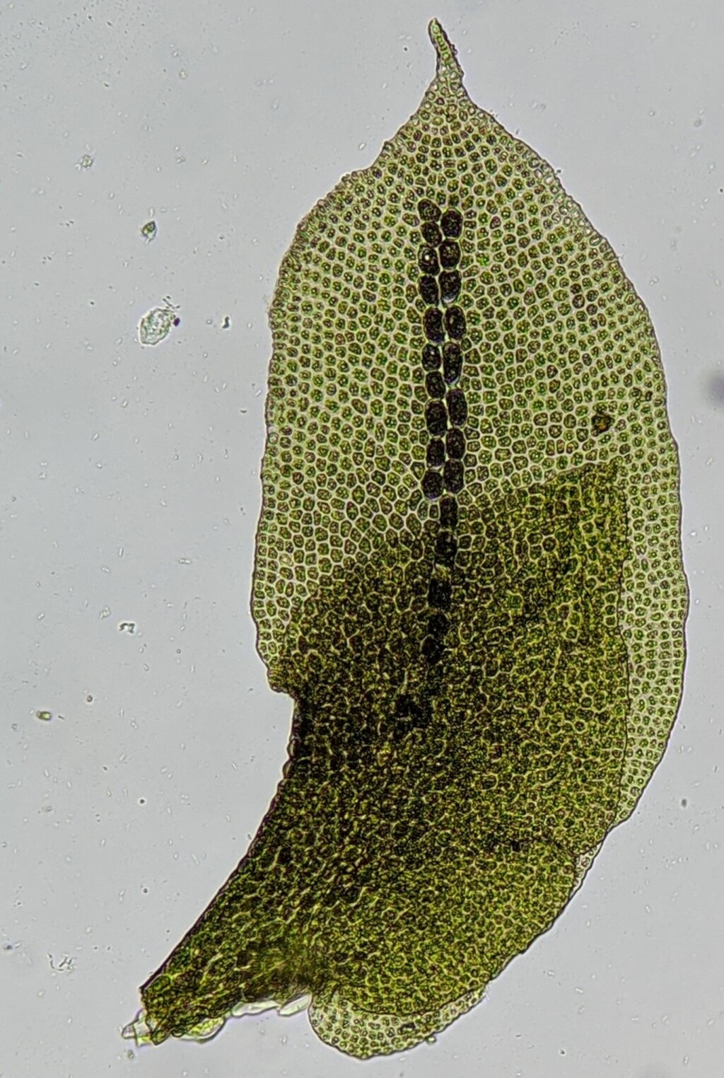 Radula pulchella (hero image)