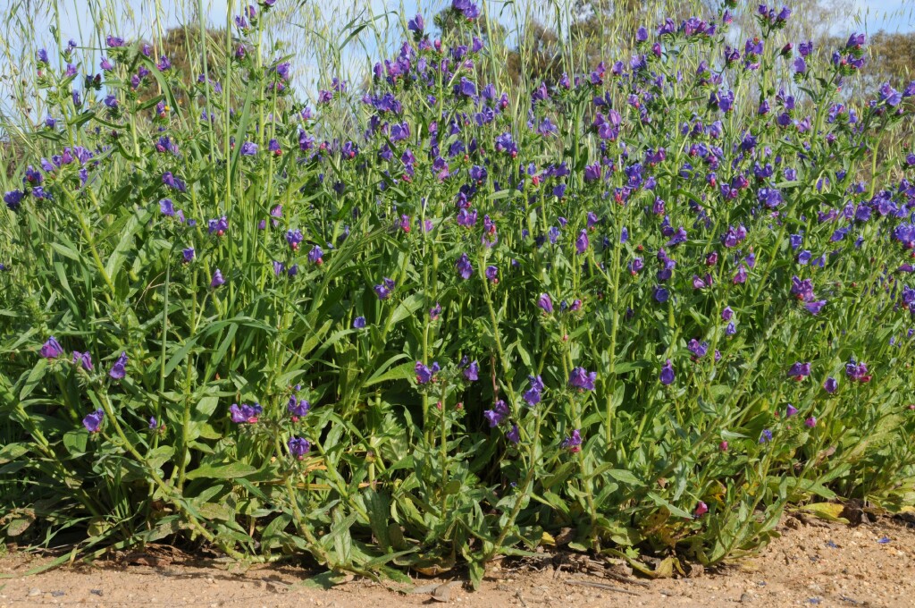Echium plantagineum (hero image)
