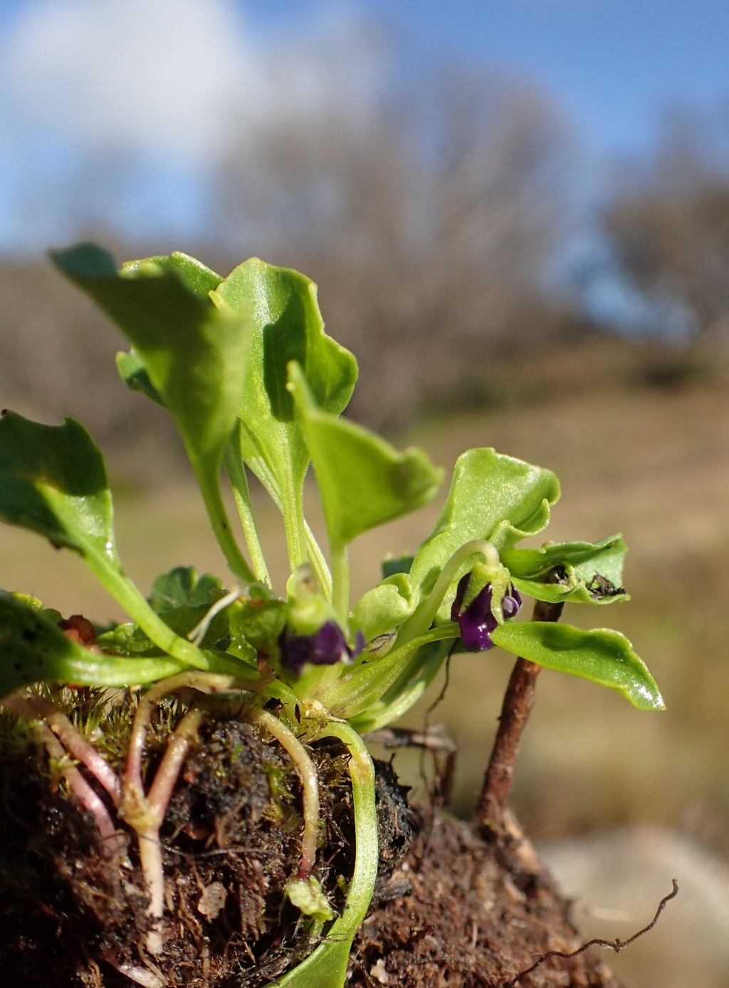 Viola fuscoviolacea (hero image)