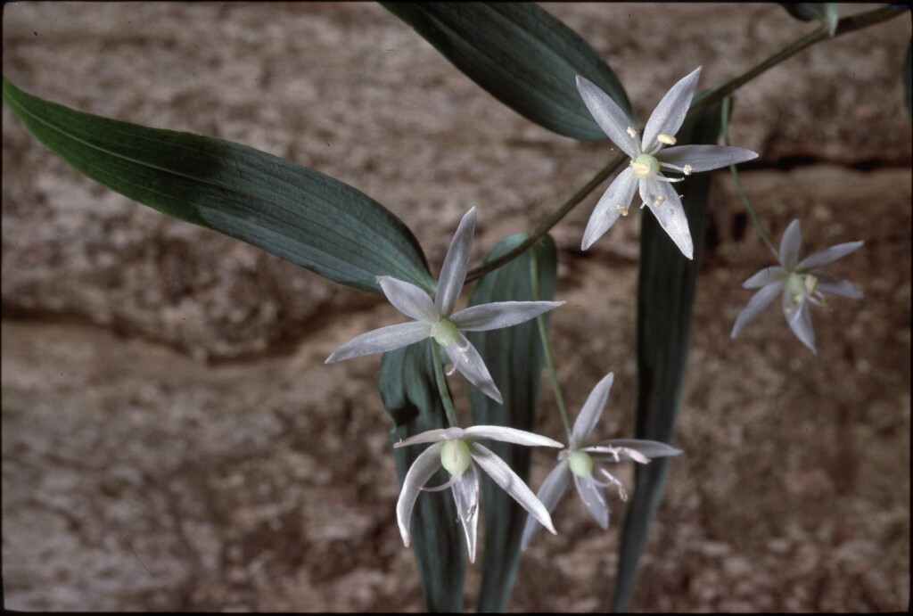 Alstroemeriaceae (hero image)