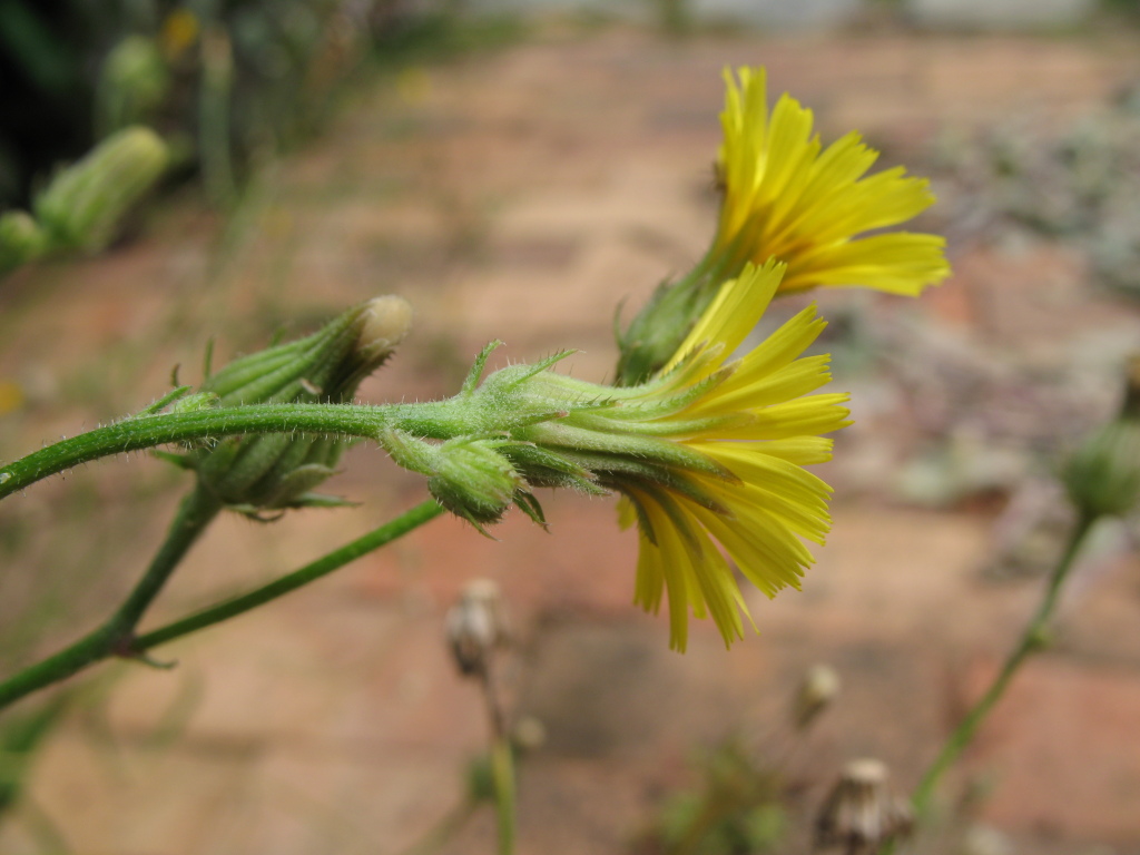 Picris angustifolia subsp. angustifolia (hero image)