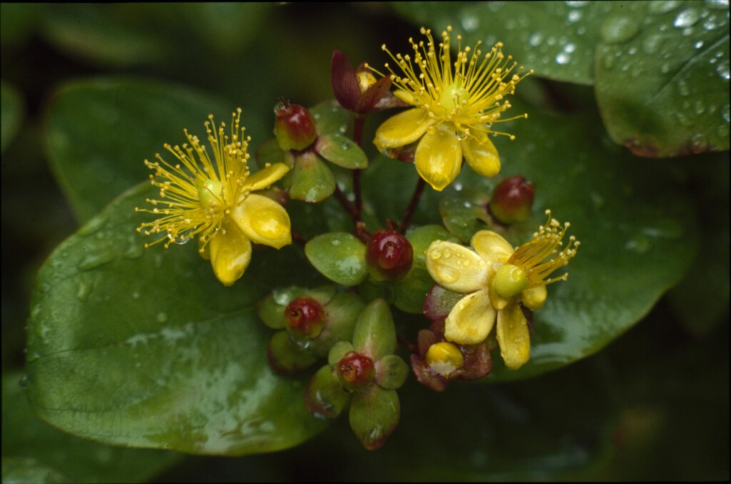 Hypericum ×inodorum (hero image)