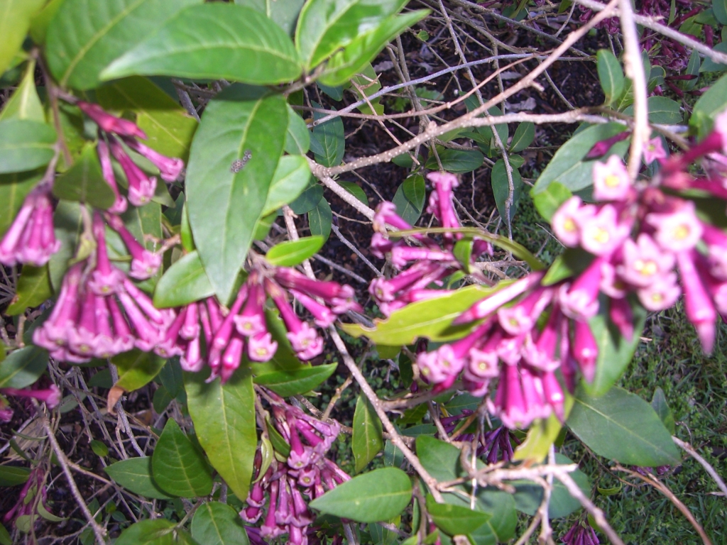 Cestrum elegans (hero image)