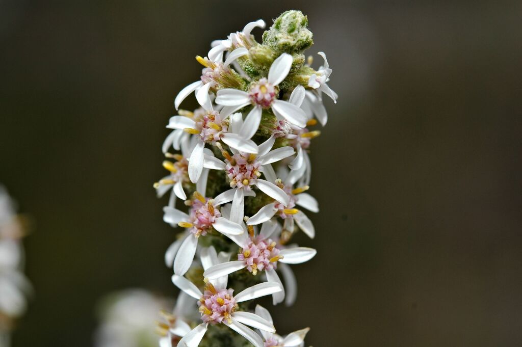 Olearia lanuginosa (hero image)