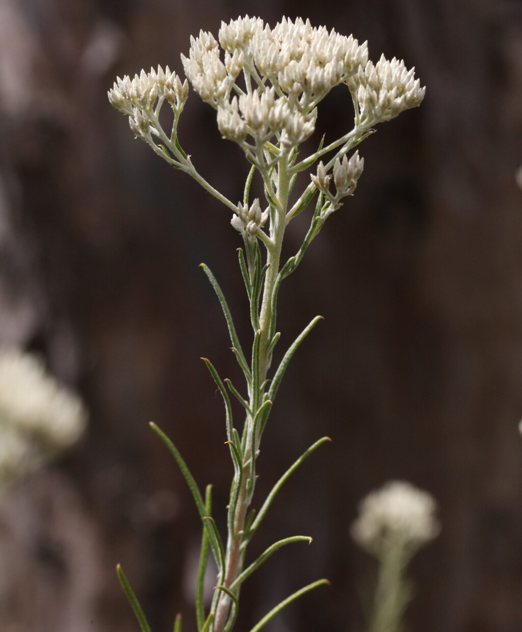 Cassinia tegulata (hero image)