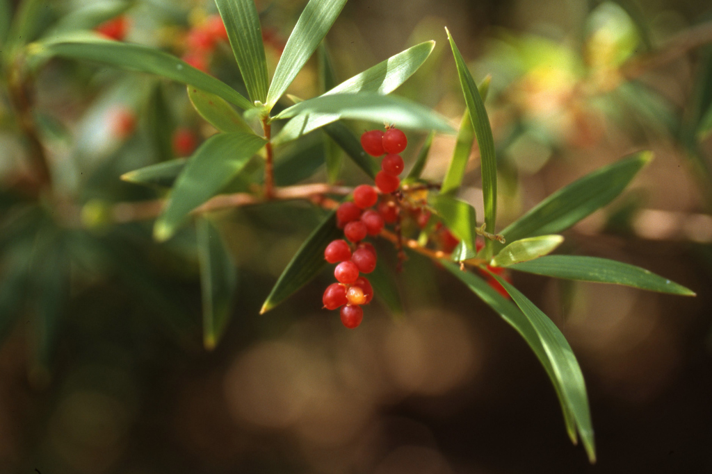 Leucopogon affinis (hero image)