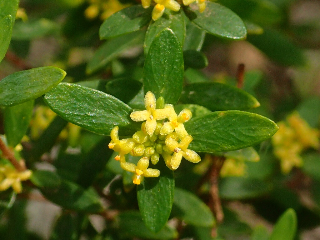 Pimelea hewardiana (hero image)