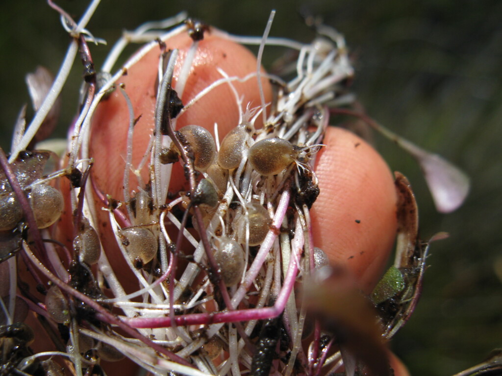 Utricularia dichotoma (hero image)