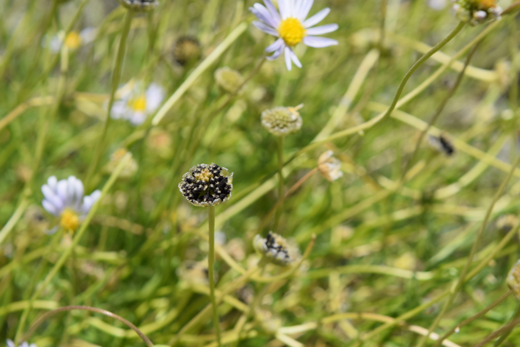 Brachyscome melanocarpa subsp. melanocarpa (hero image)