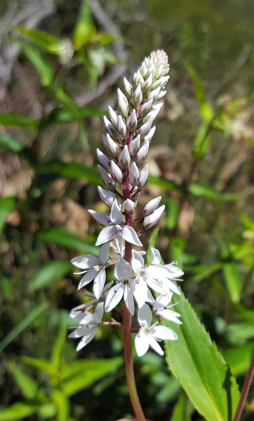 Veronica derwentiana subsp. derwentiana (hero image)