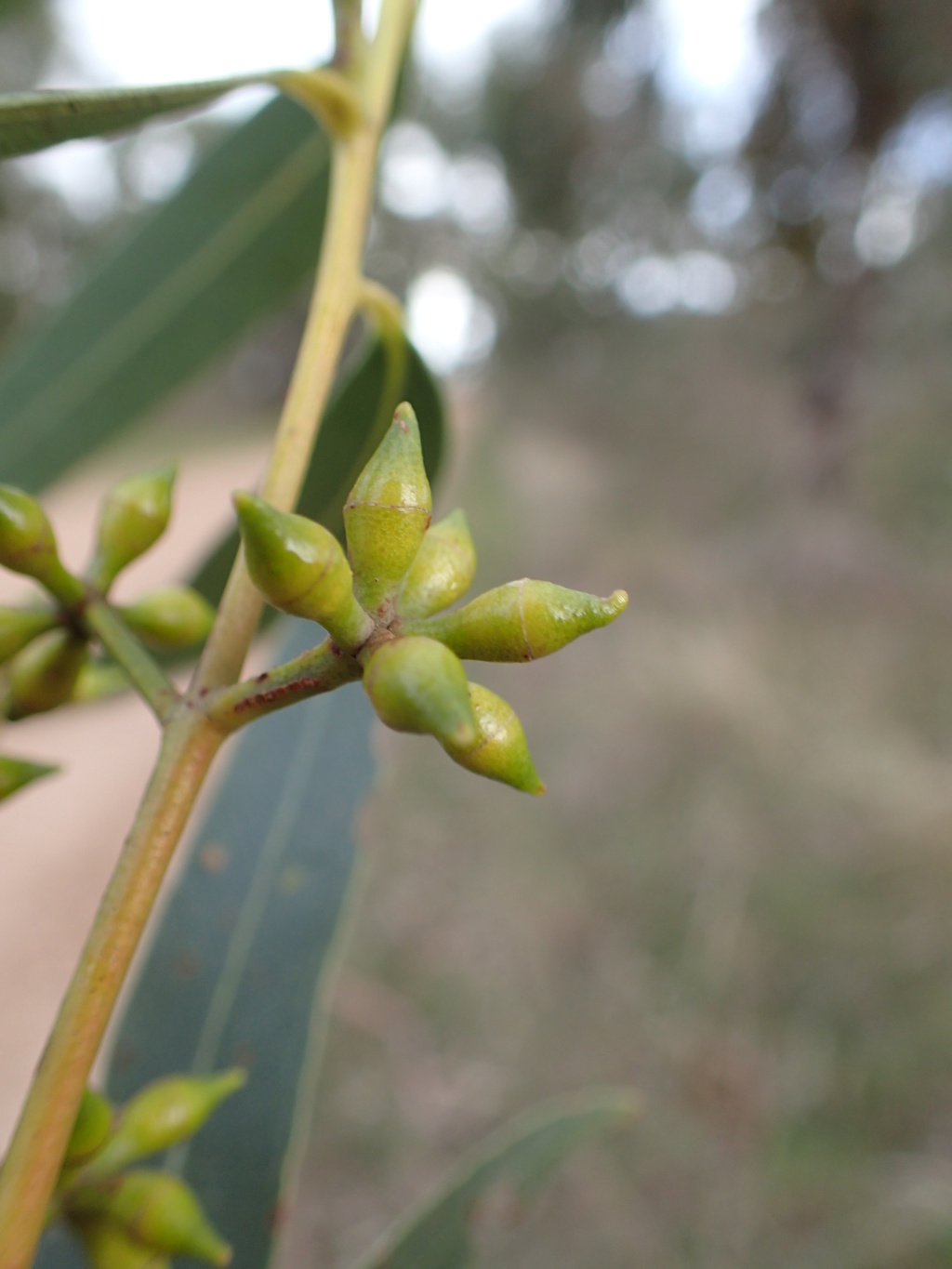 Eucalyptus sabulosa (hero image)