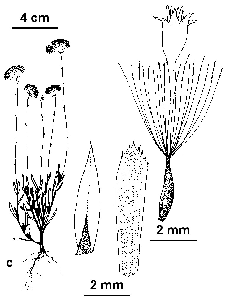 Leptorhynchos scaber (hero image)