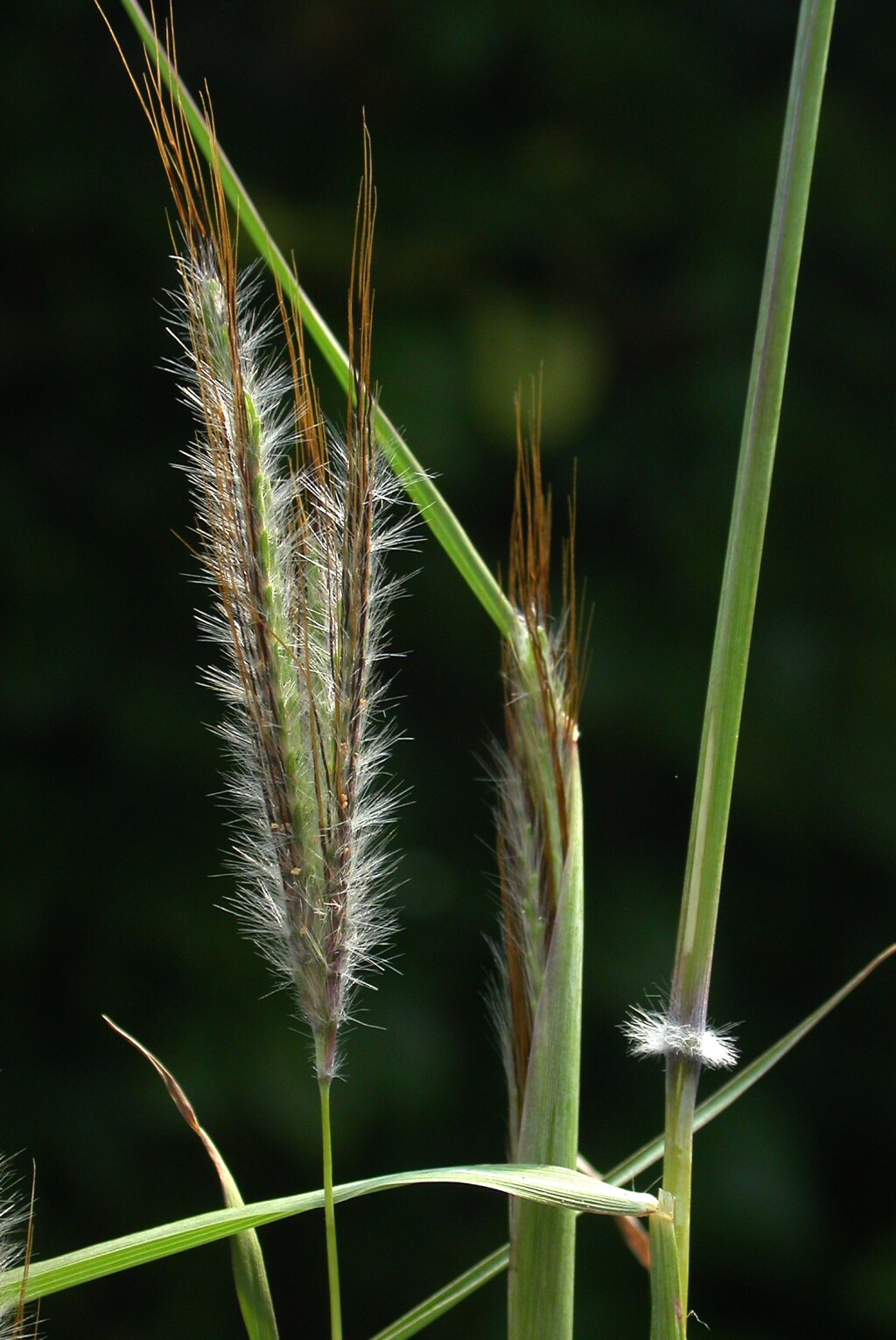 Dichanthium sericeum (hero image)