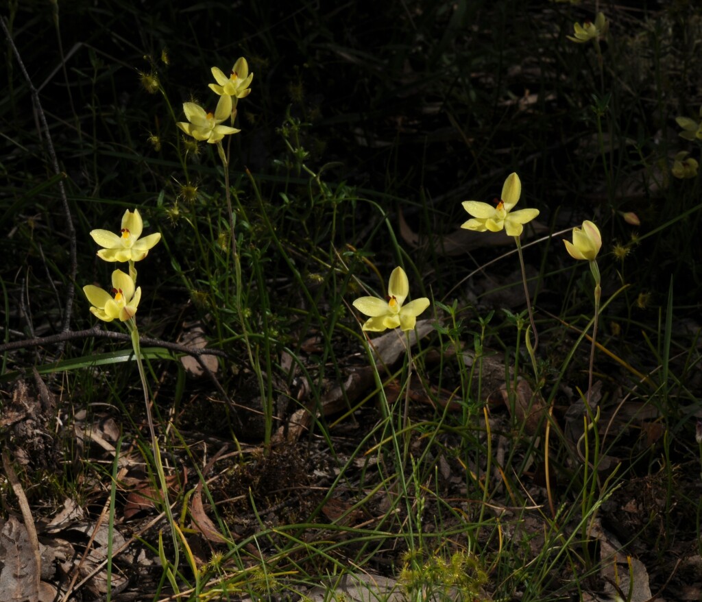 Thelymitra antennifera (hero image)