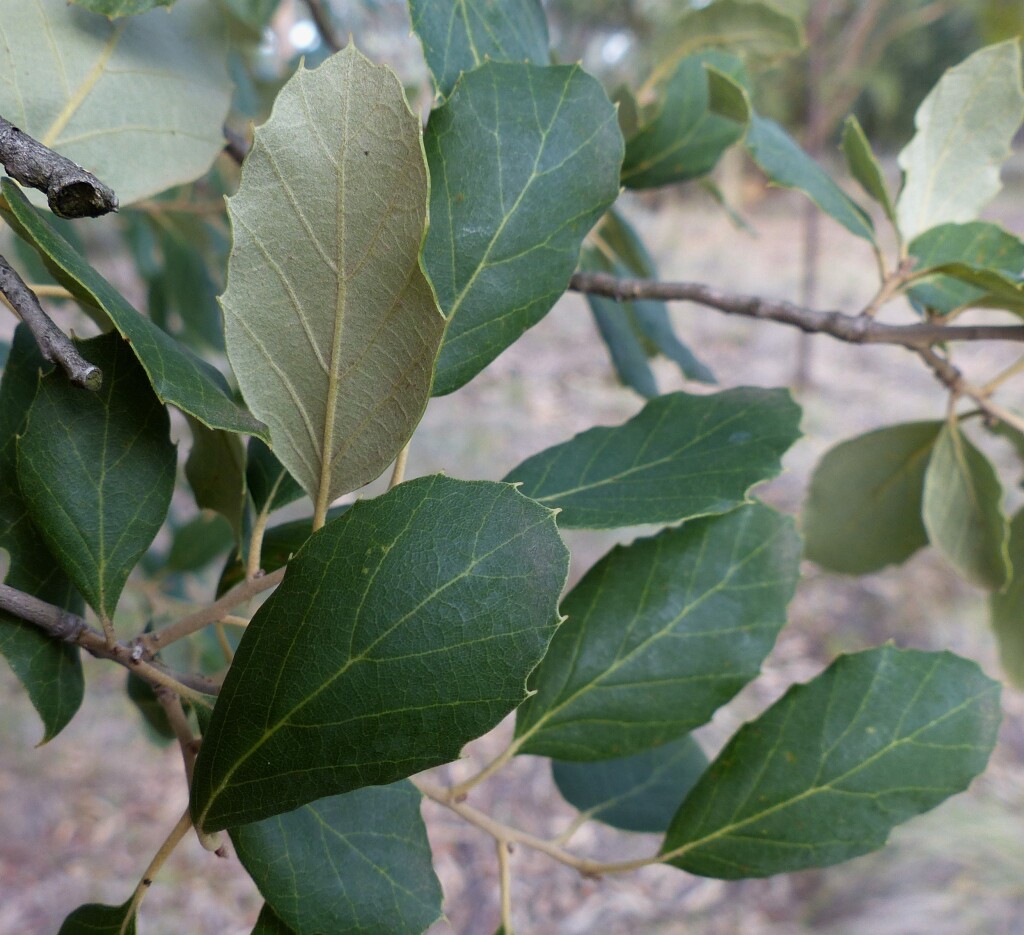 Quercus suber (hero image)