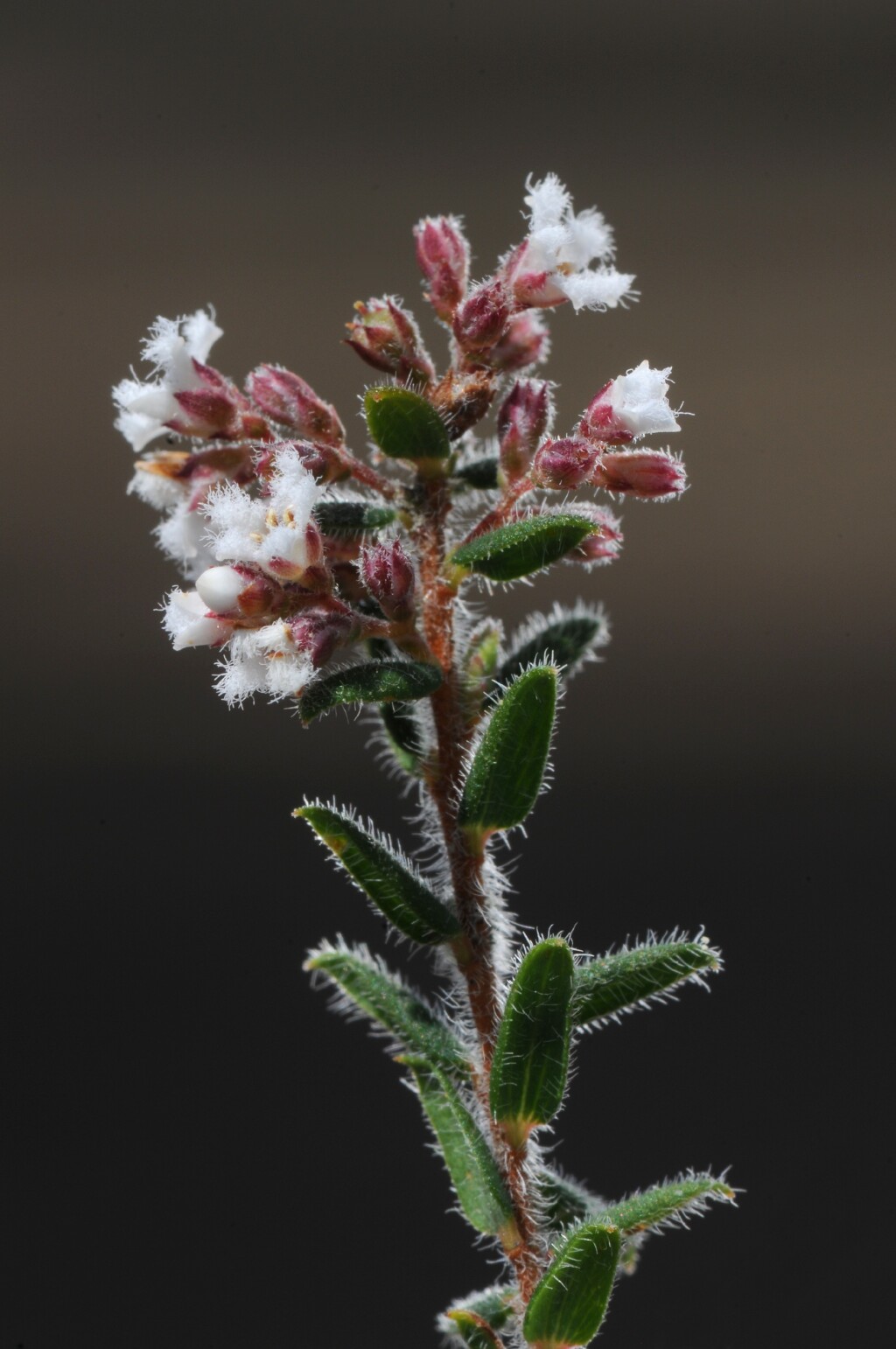 Leucopogon thymifolius (hero image)