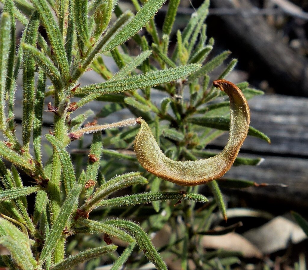 Acacia aspera subsp. aspera (hero image)