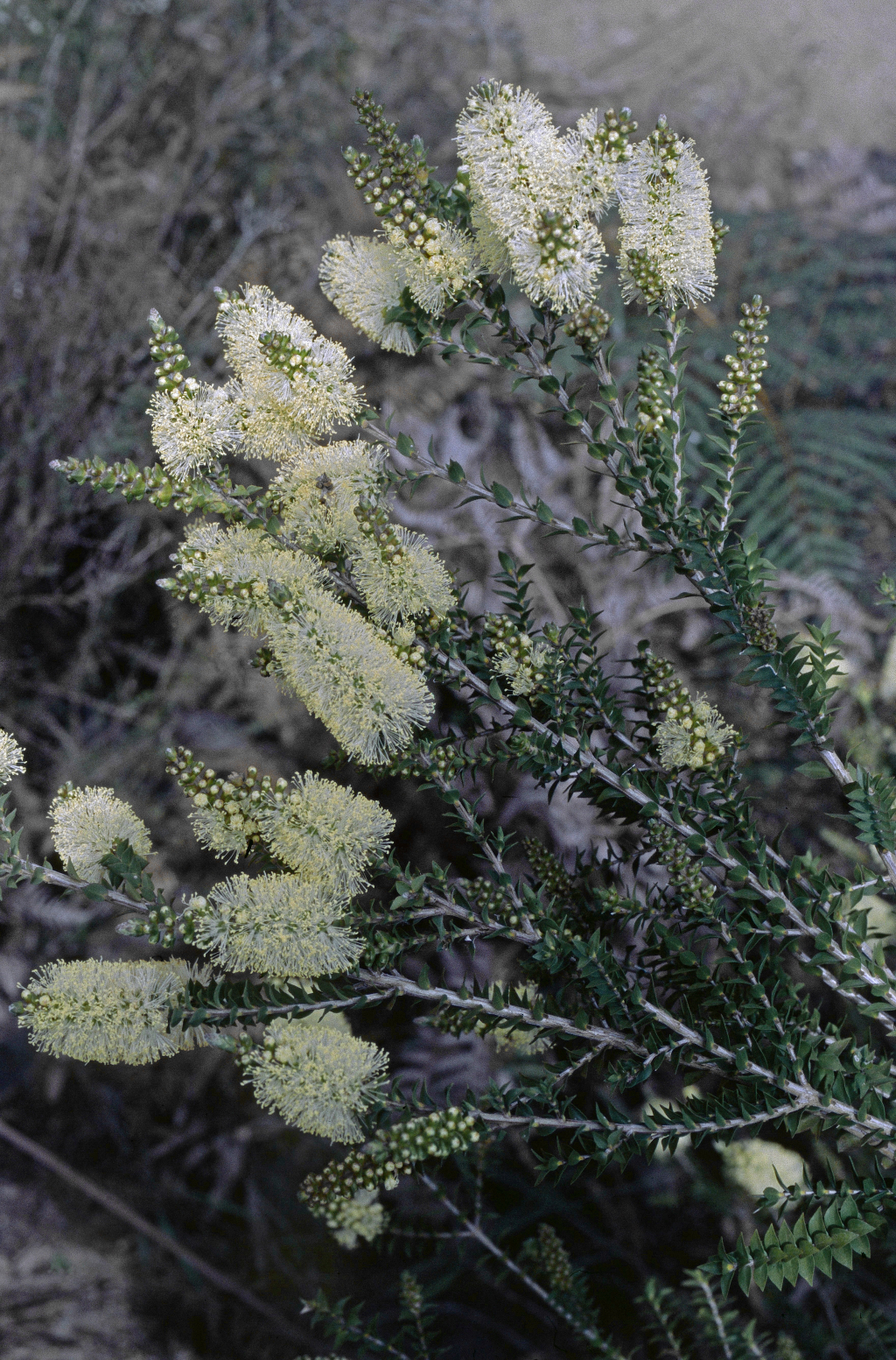 Melaleuca squarrosa (hero image)