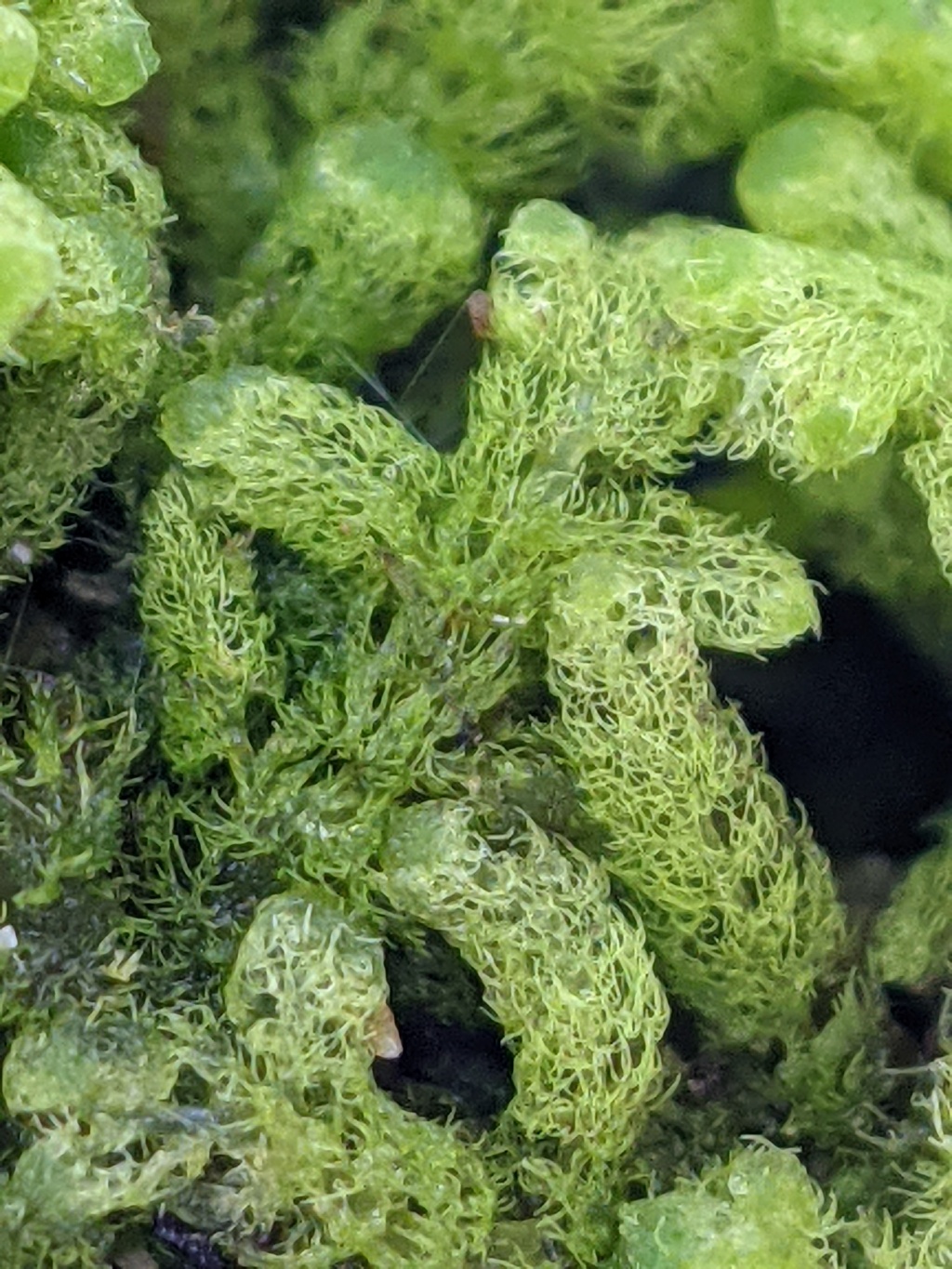 Trichocoleaceae (hero image)