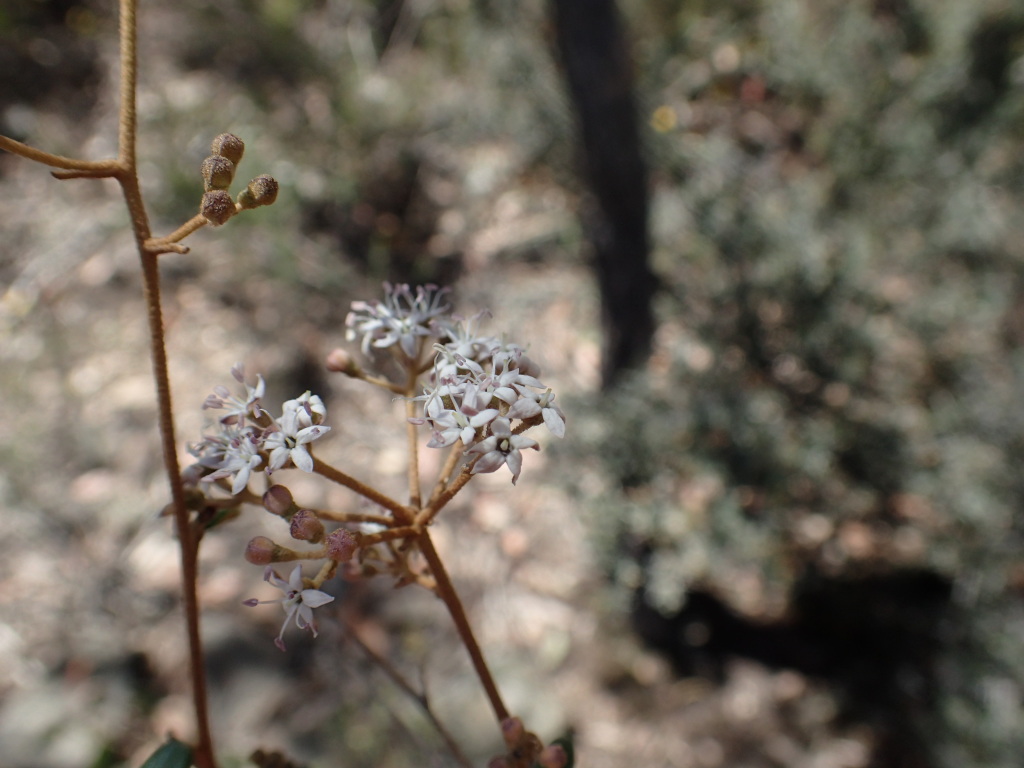 Astrotricha ledifolia (hero image)