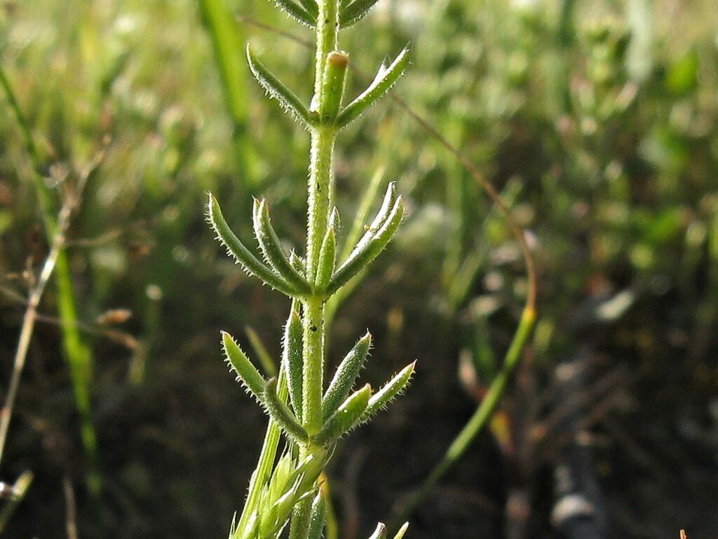 Asperula conferta (hero image)