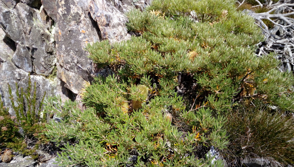 Banksia canei (hero image)