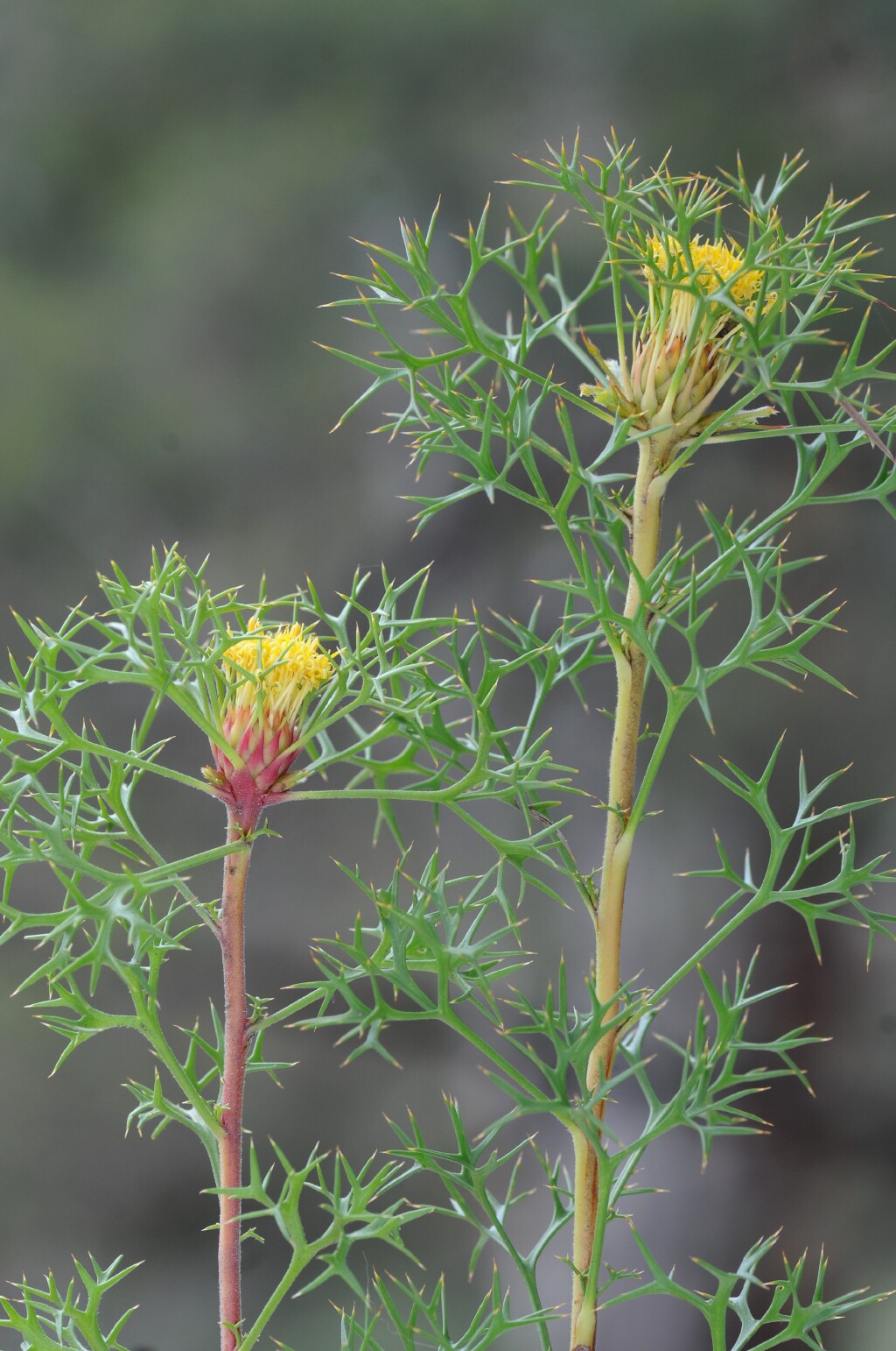 Isopogon ceratophyllus (hero image)