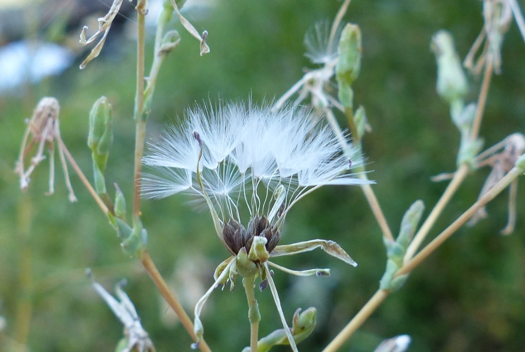 Lactuca serriola (hero image)